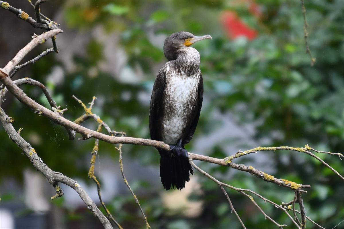 Ballıkayalar Tabiat Parkı kuş gözlemcilerini yüzlerce türü keşfe çıkarıyor