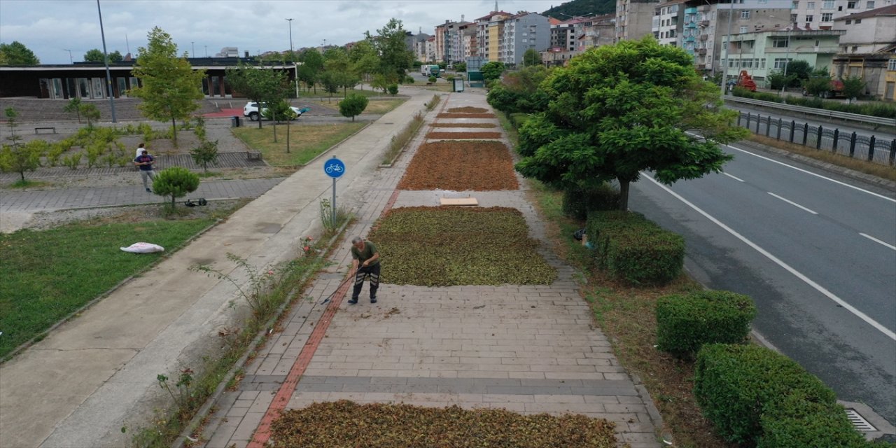 Karadeniz fındık hasadına başladı!