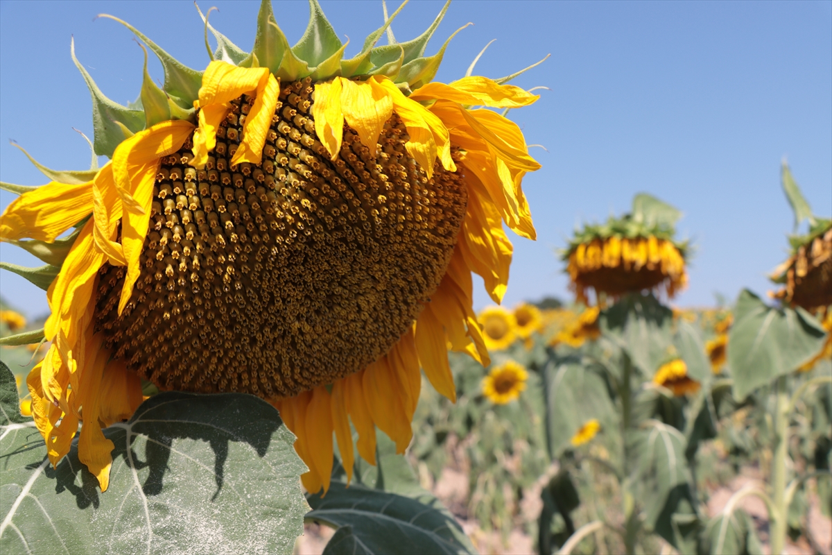 Ayçiçeğinin üretiminin %10'u Kırklareli'nde