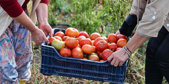 Ayaş Domatesi AB tescili için son aşamada