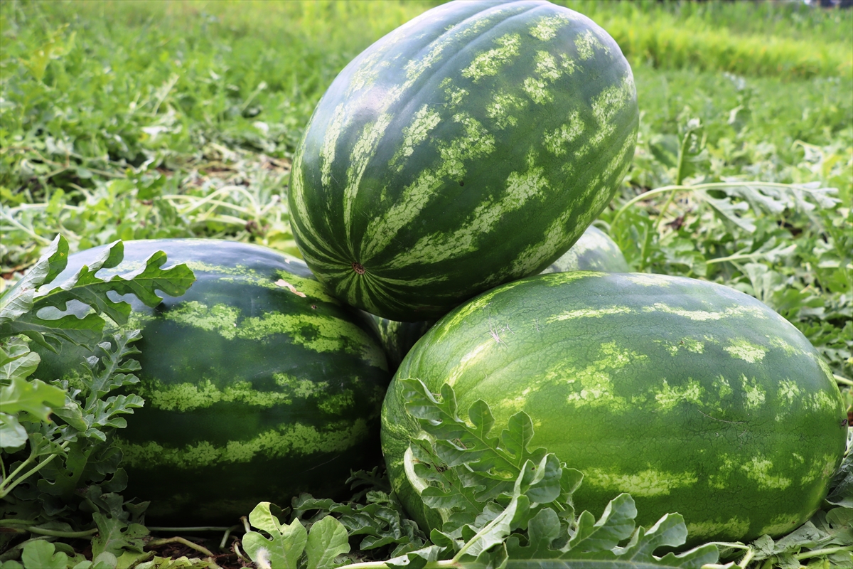 Kandıra karpuzumuzu yemeyen 'Karpuz yedim' demesin