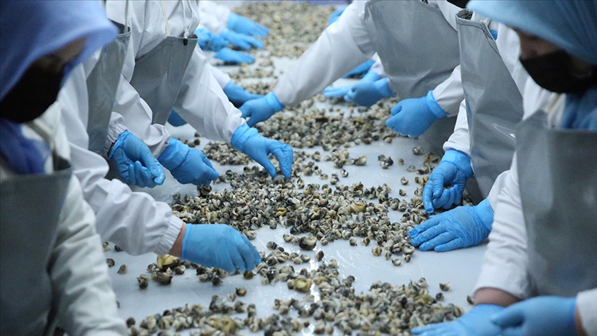 Türkiye'nin deniz salyangozu ihracatı yüzde 100 arttı