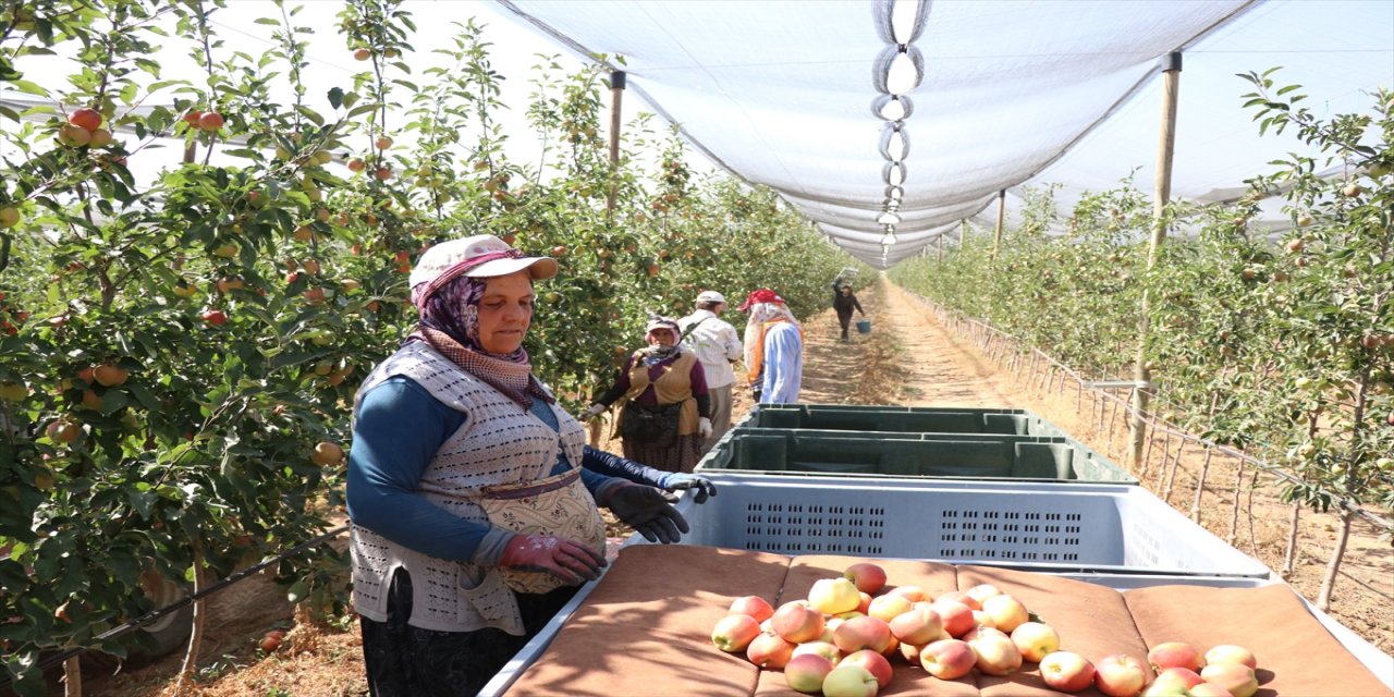Niğde'de 650 bin ton elma rekoltesi bekleniyor