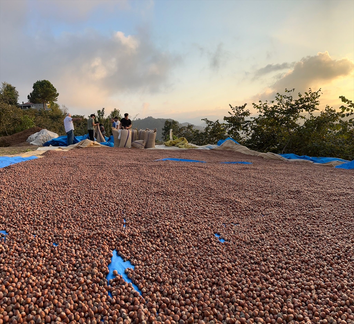 Türkiye'nin fındık ihracatının yüzde 34'ü Trabzon'dan yapıldı