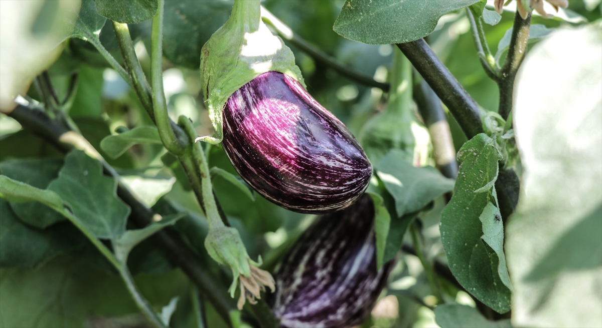 "Pijamalı patlıcan"ın üretimi Kayseri’de yaygınlaşıyor