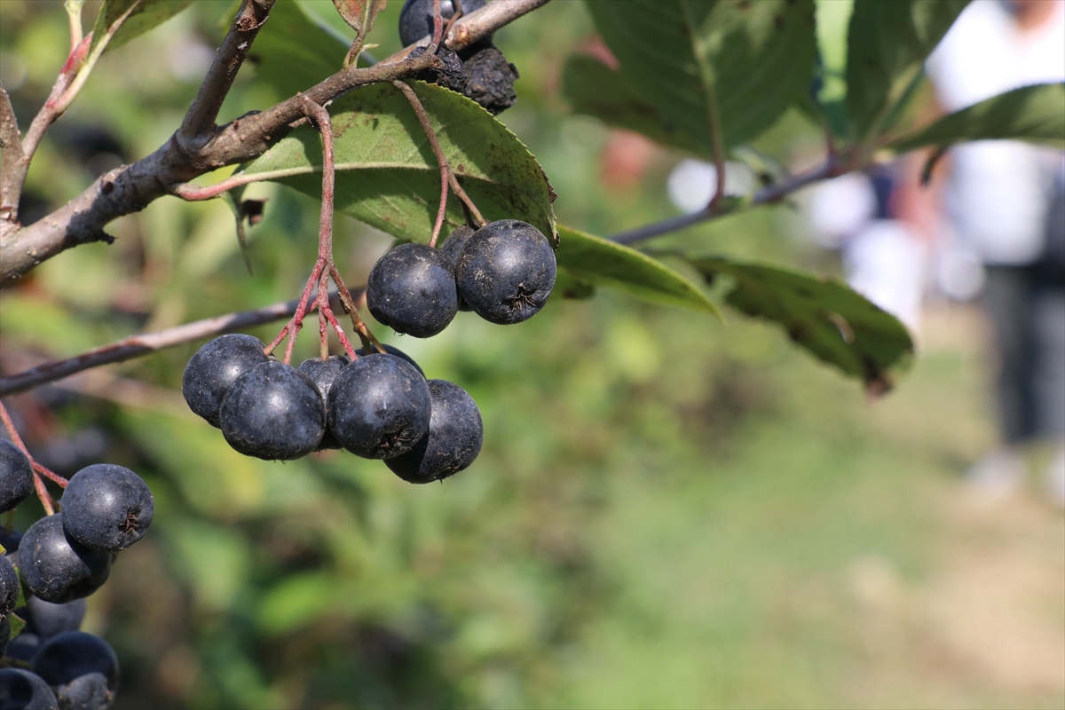 Yalova'da tescilli "Yalova aronyası" için hasat şenliği düzenlendi