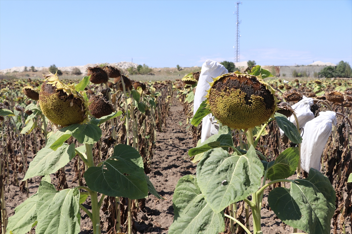 Edirne'de geliştirilen ayçiçeği çeşitleri hastalıklardan daha az etkilendi