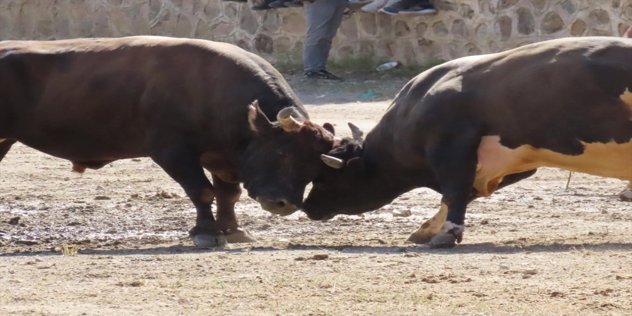 Artvin'de "Sarıgöl Vadisi Muhtarları Boğa Güreşleri Festivali" sona erdi