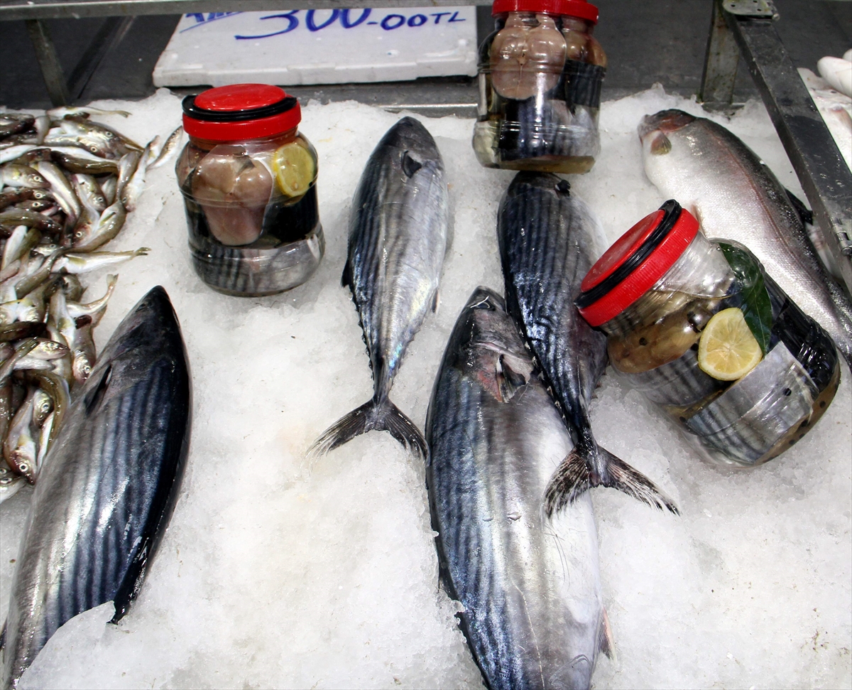 Sinoplu balıkçılar palamut bulamayınca torikten lakerda yapmaya başladı