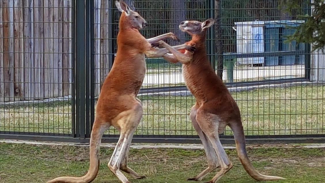 Yabancı boksörler, Antalya'da unvan için ringe çıkacak