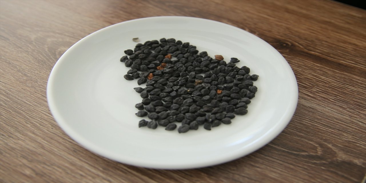 Mardin'de yetişen "Anıtlı kara nohut"u tescil yolunda