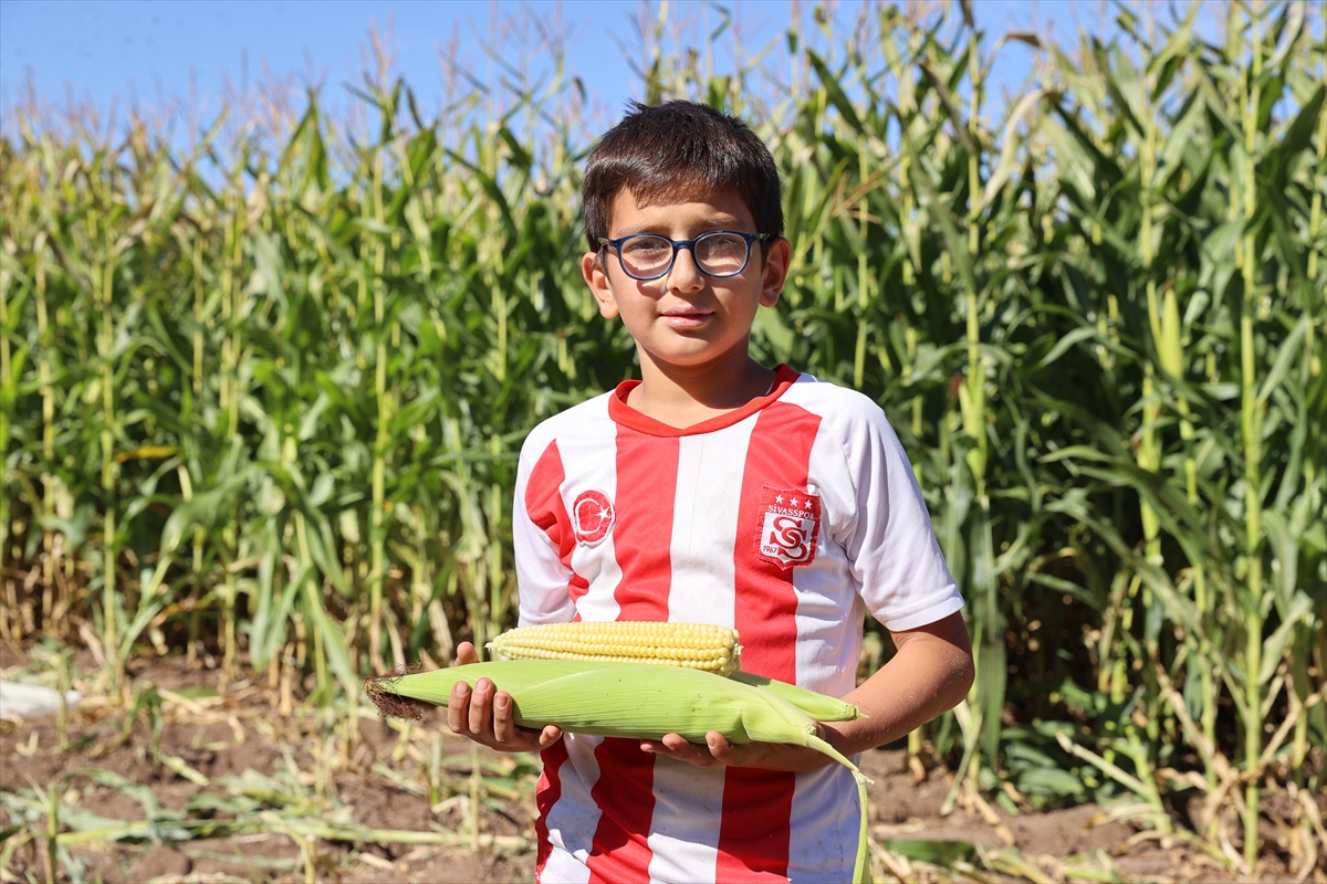 Sivas'ta hasadına başlanılan silajlık mısırda yüksek rekolte bekleniyor