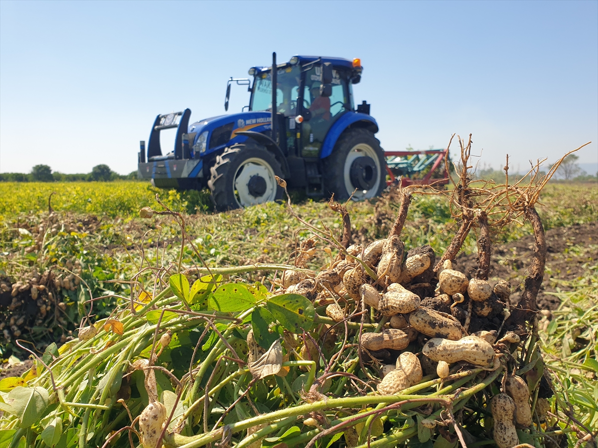 Osmaniye'de yer fıstığında rekolte artışı bekleniyor