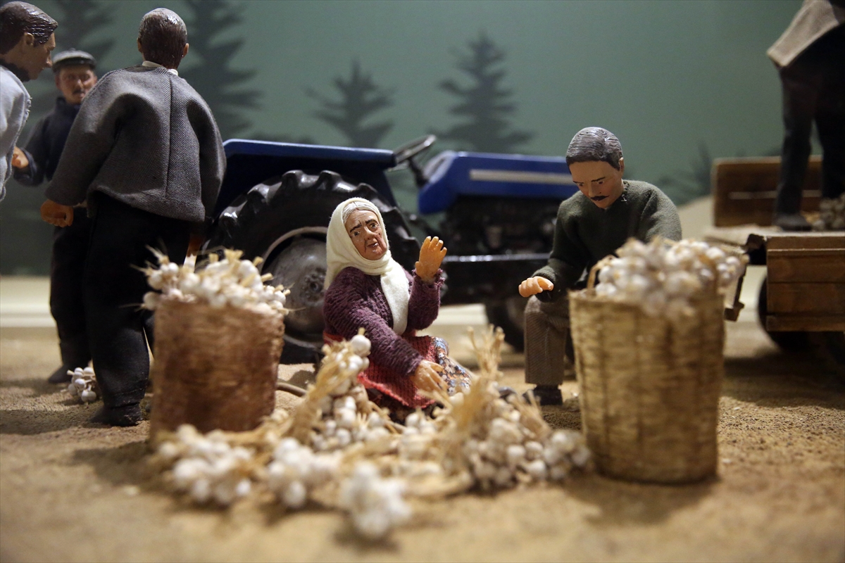 Taşköprü sarımsağının tarladan pazara serüveni maket ve heykellerle anlatılıyor