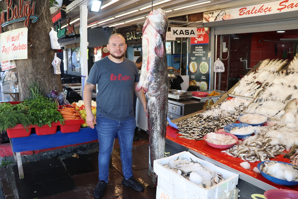 Yeşilırmak'ta oltaya 1 metre 70 santimetrelik yayın balığı takıldı