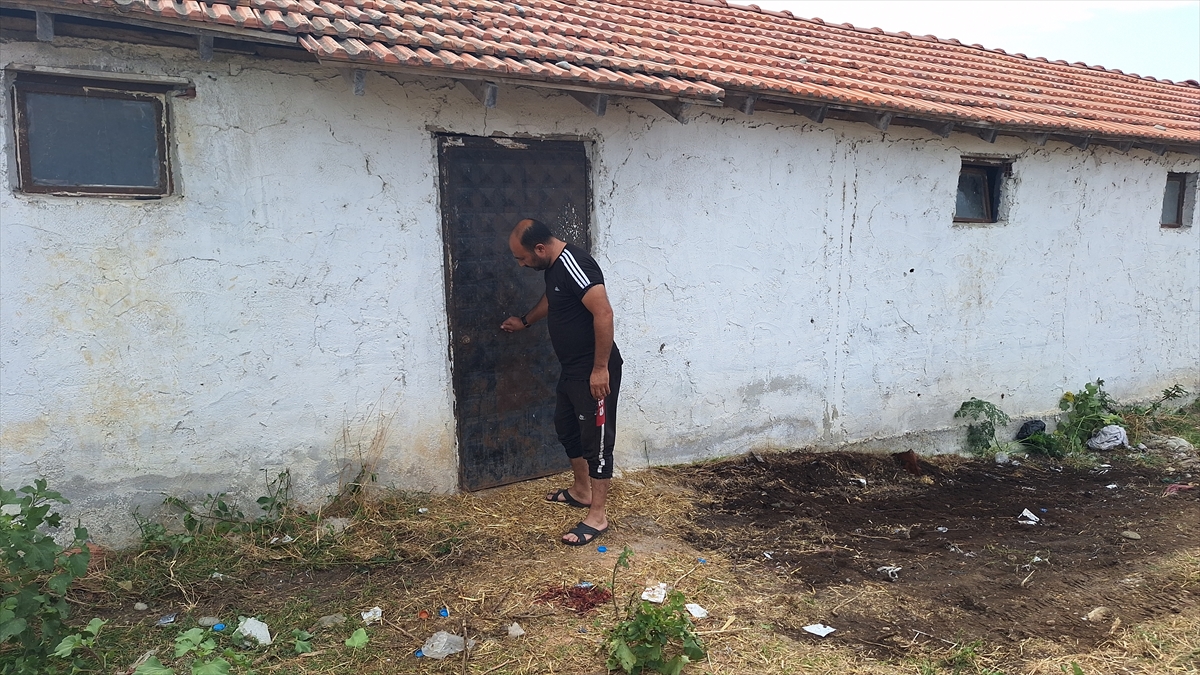 Samsun'da ahırda 11 buzağı boğularak telef edilmiş halde bulundu