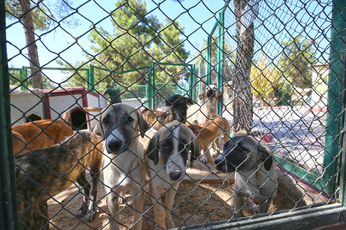 Gaziantep'te 20 binin üzerinde sahipli ve sahipsiz hayvan kuduza karşı aşılandı