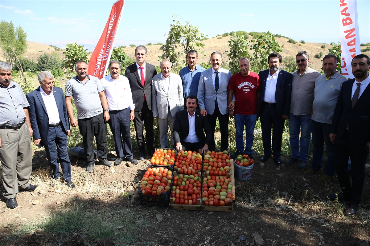 Guldar Domatesi coğrafi işaretle tescillendi