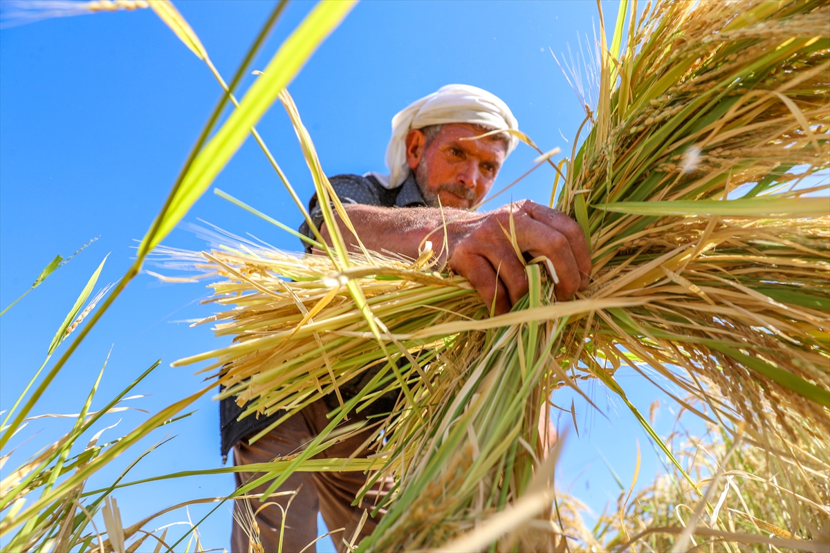 Tescilli Karacadağ pirincinde hasat sezonu başladı
