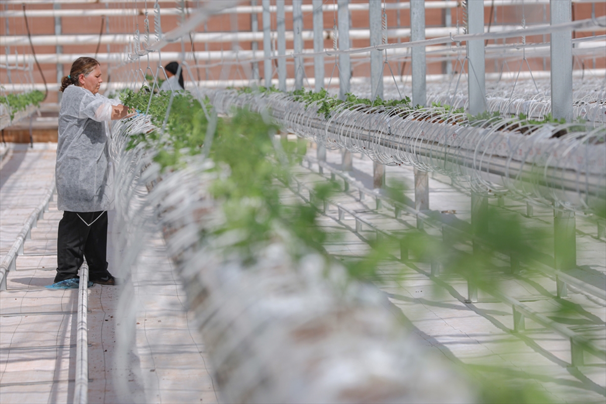 Sivas'ta katı atık depolama sahasındaki cam seraya ilk fideler dikildi