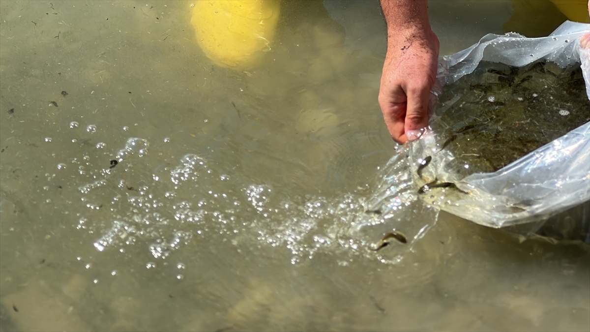 Atatürk Barajı'na 7 milyon 181 bin balık yavrusu bırakıldı