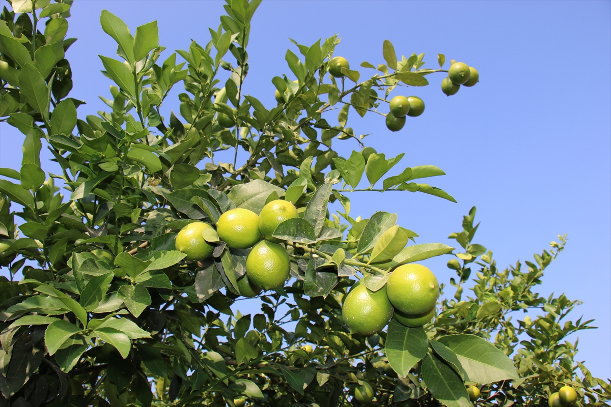 Mersin'de erkenci limonun hasadı başladı