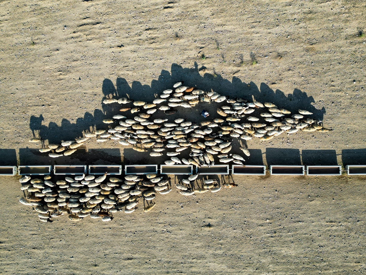 Yayla dönüşü susuzluktan bitkin düşen koyunlara tankerlerle su taşındı