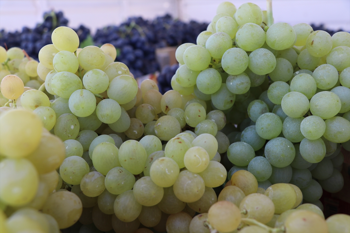 110 bin dekar alanda yetiştirilen üzüm ülkenin farklı yerlerine gönderiliyor