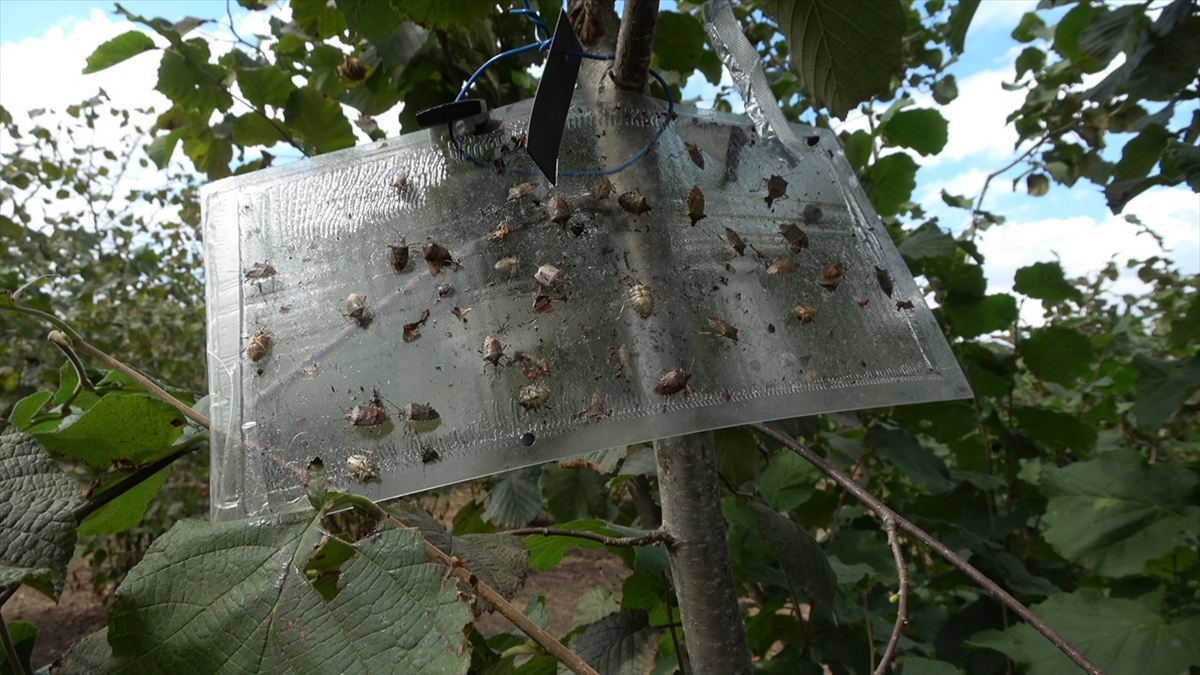 Samsun'da "kahverengi kokarca" ile mücadele ediliyor