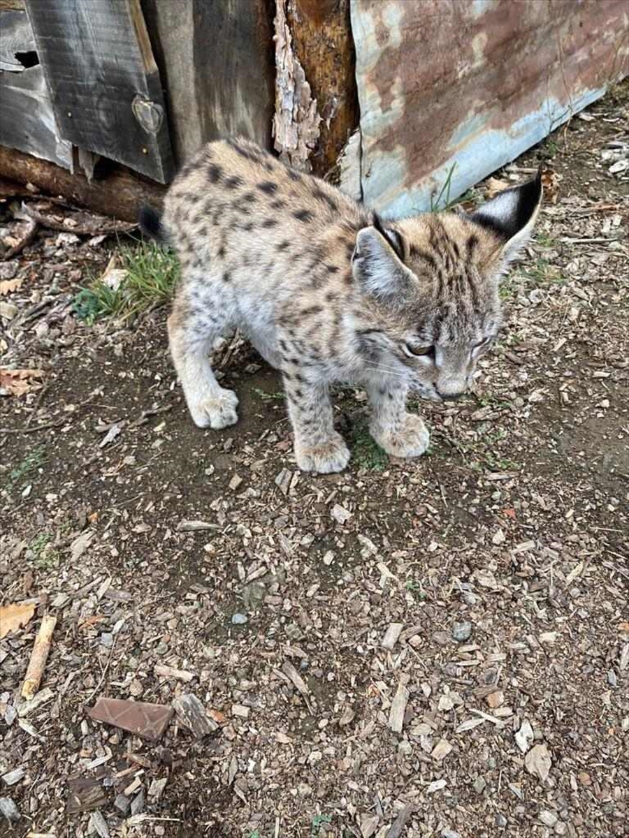 Sivas'ta köyden ayrılmayan vaşak yavrusu ilgi odağı