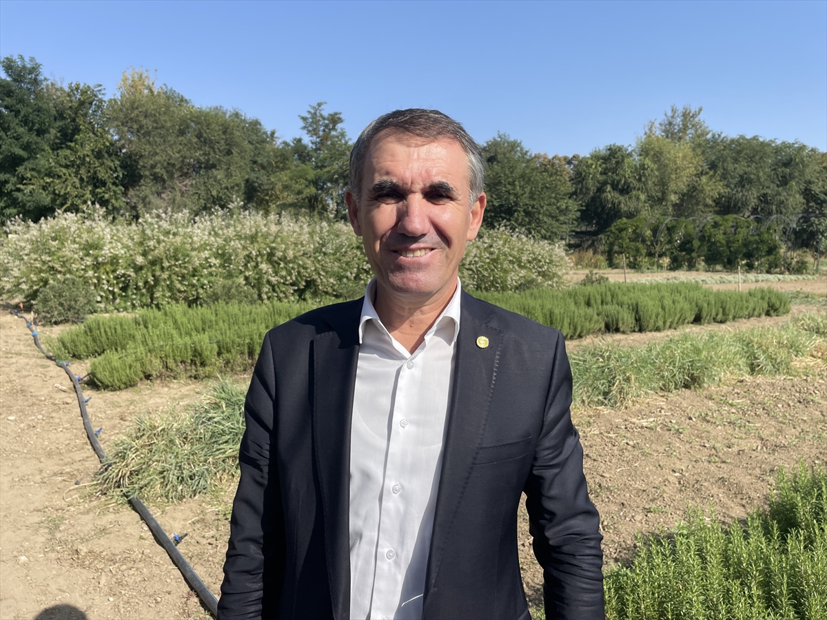 Kurak ve sıcak hava ayçiçeğinde hem verimi hem kaliteyi düşürdü