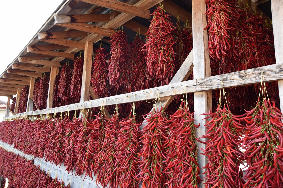 Tescilli "Çukurören biberi"nin üretildiği köy, kurutma mevsiminde kıpkırmızı oldu