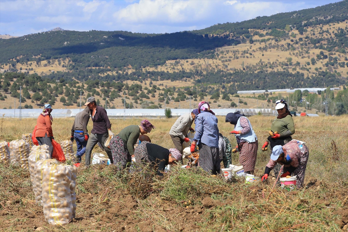 Hedef, patates üretimi ve çeşitliliği artırmak