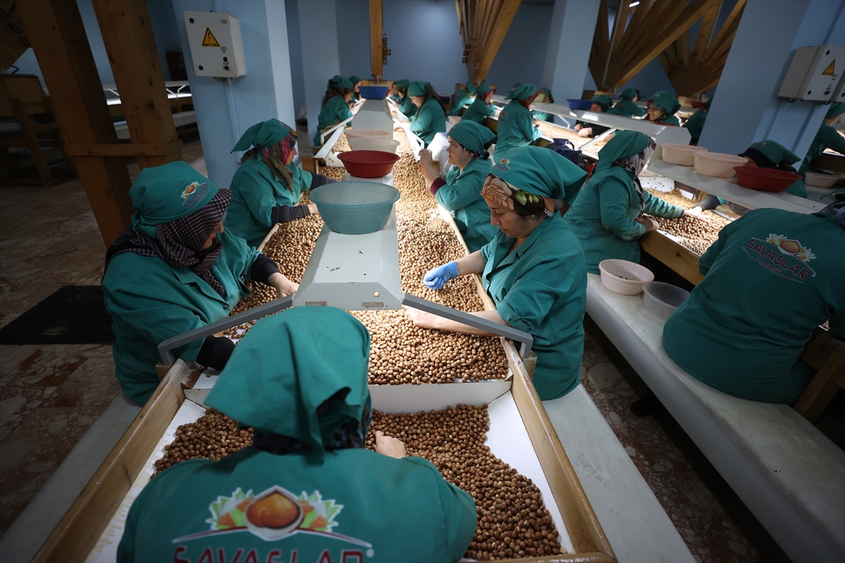 Fındık ayıklama işinde 70 kadın çalışıyor