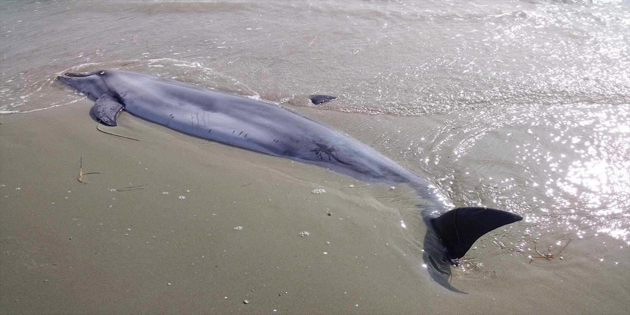 Çanakkale'de ölü yunus sahile vurdu