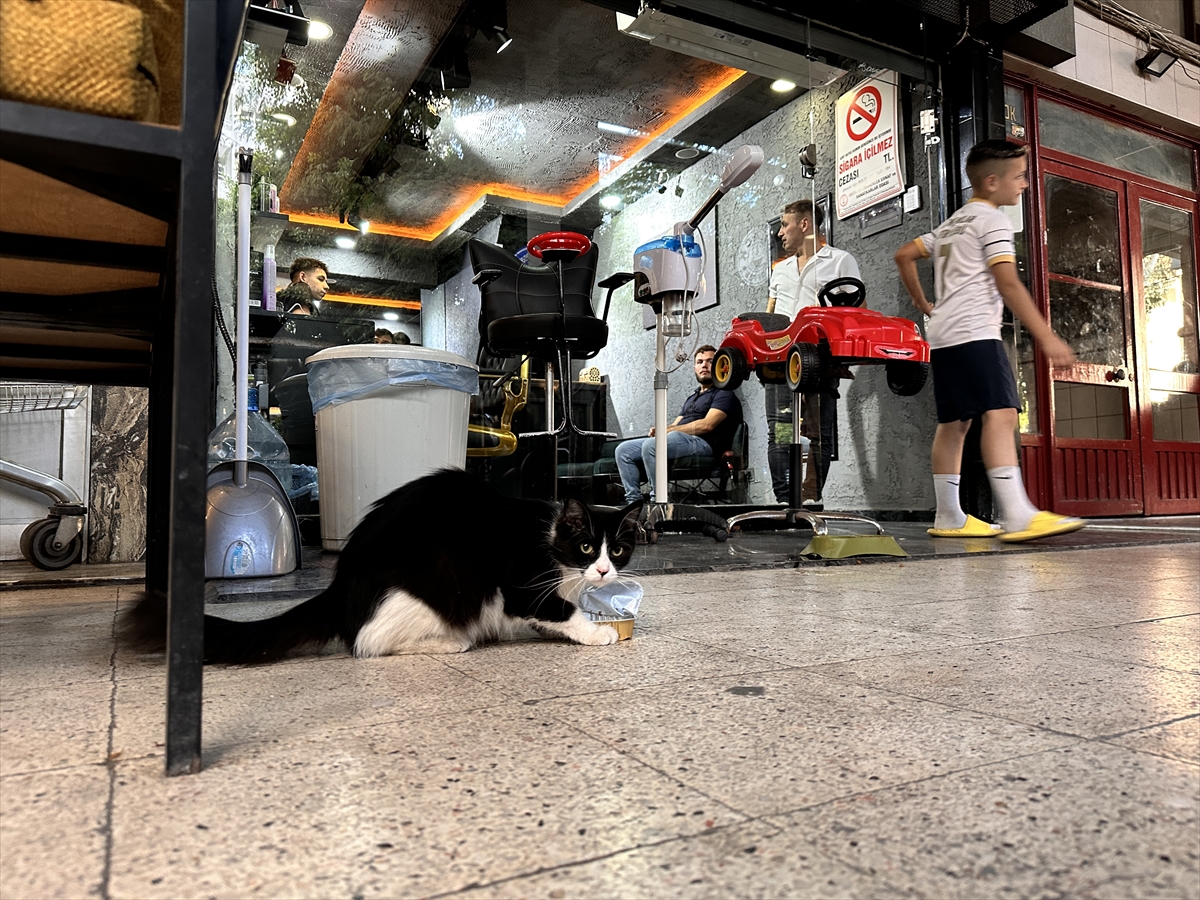 Antalya'da kediye şiddet uygulayan çocuk gözaltına alındı