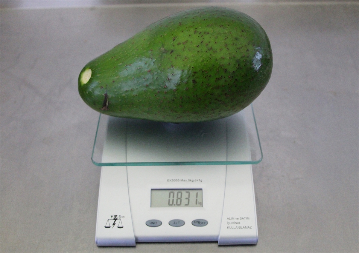 Alanya'da "En Ağır Avokado Yarışması" yapıldı