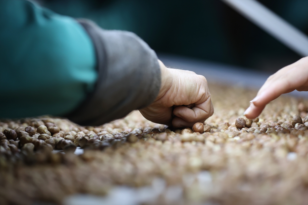 Düzce'den AB ülkelerine 9 ayda 3 bin 868 ton iç fındık ihraç edildi