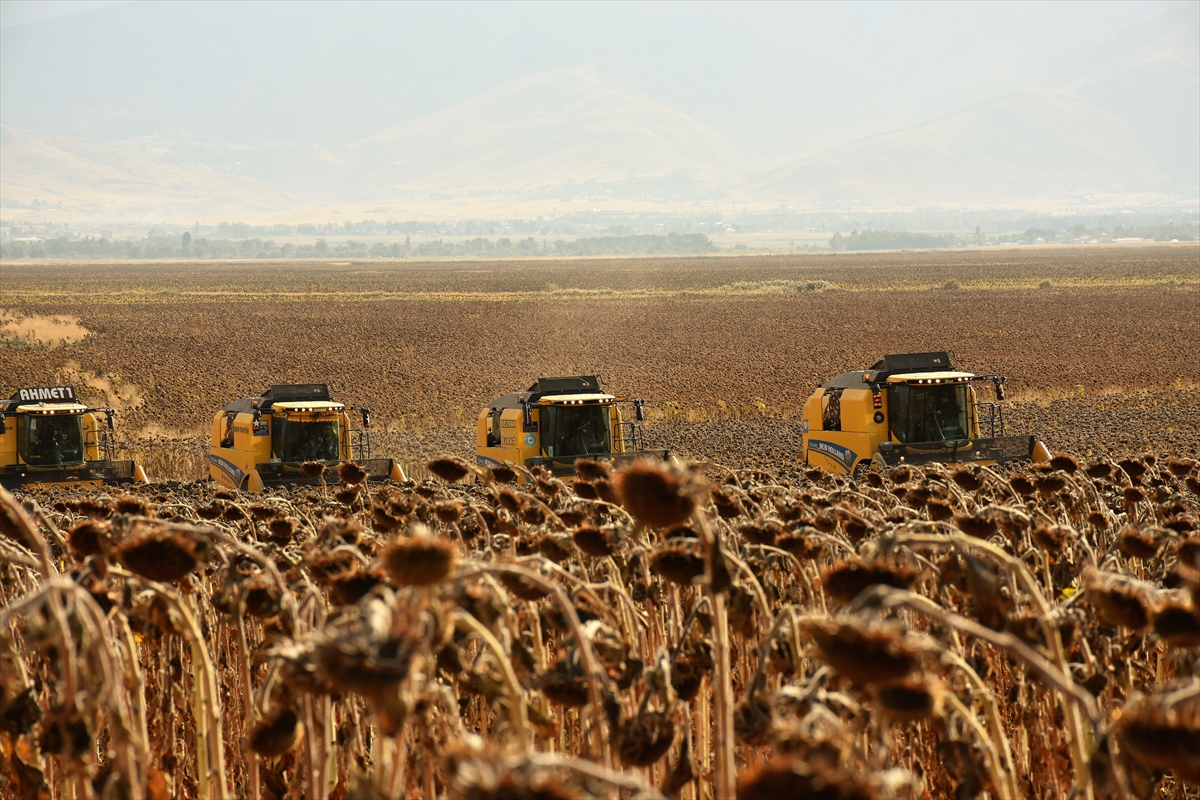 Muş Ovası'nda hasadı yapılan ayçiçeğinden 181 milyon lira gelir bekleniyor