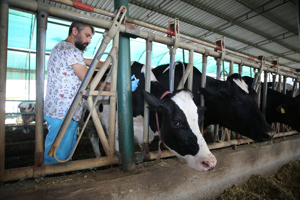 İshal kaynaklı buzağı ölümlerine karşı aşı geliştirildi