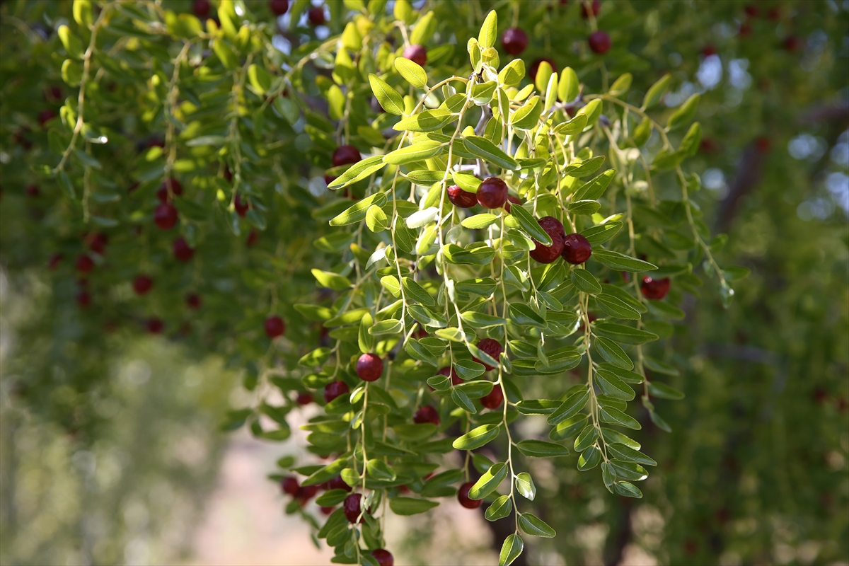 Bağışıklığı güçlendiren hünnap Manisalı üreticinin ek gelir kaynağı oldu