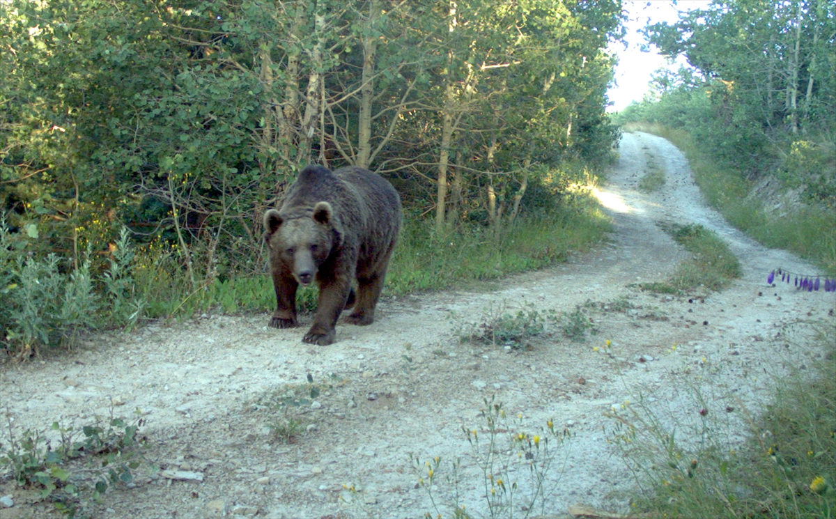 Ayılardan korunmak için "yüksek ses çıkartın" uyarısı