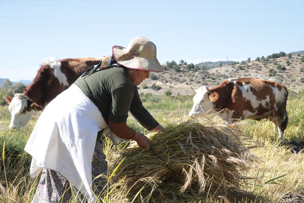 Bolu'nun coğrafi işaretli "Kıbrıscık pirinci" hasat ediliyor