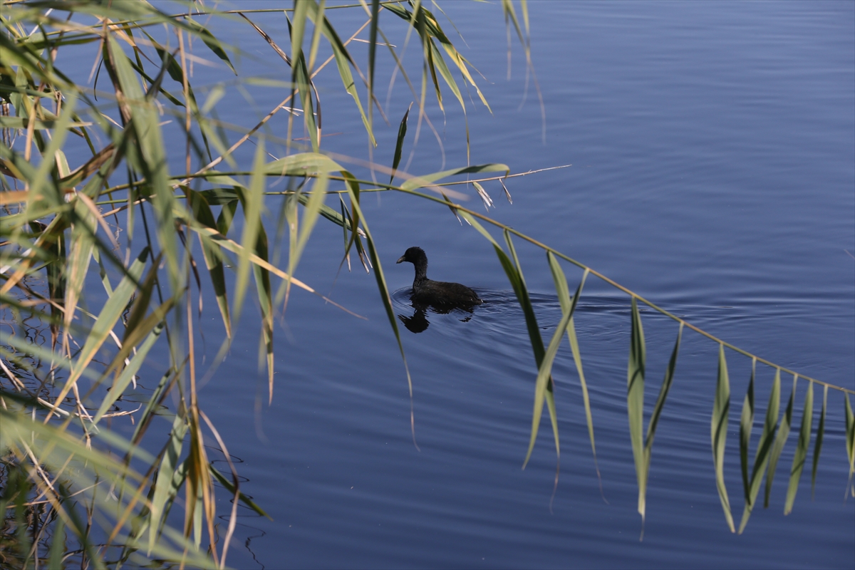 Tünelle tersine akıtılan su, allı turnalara hayat veriyor