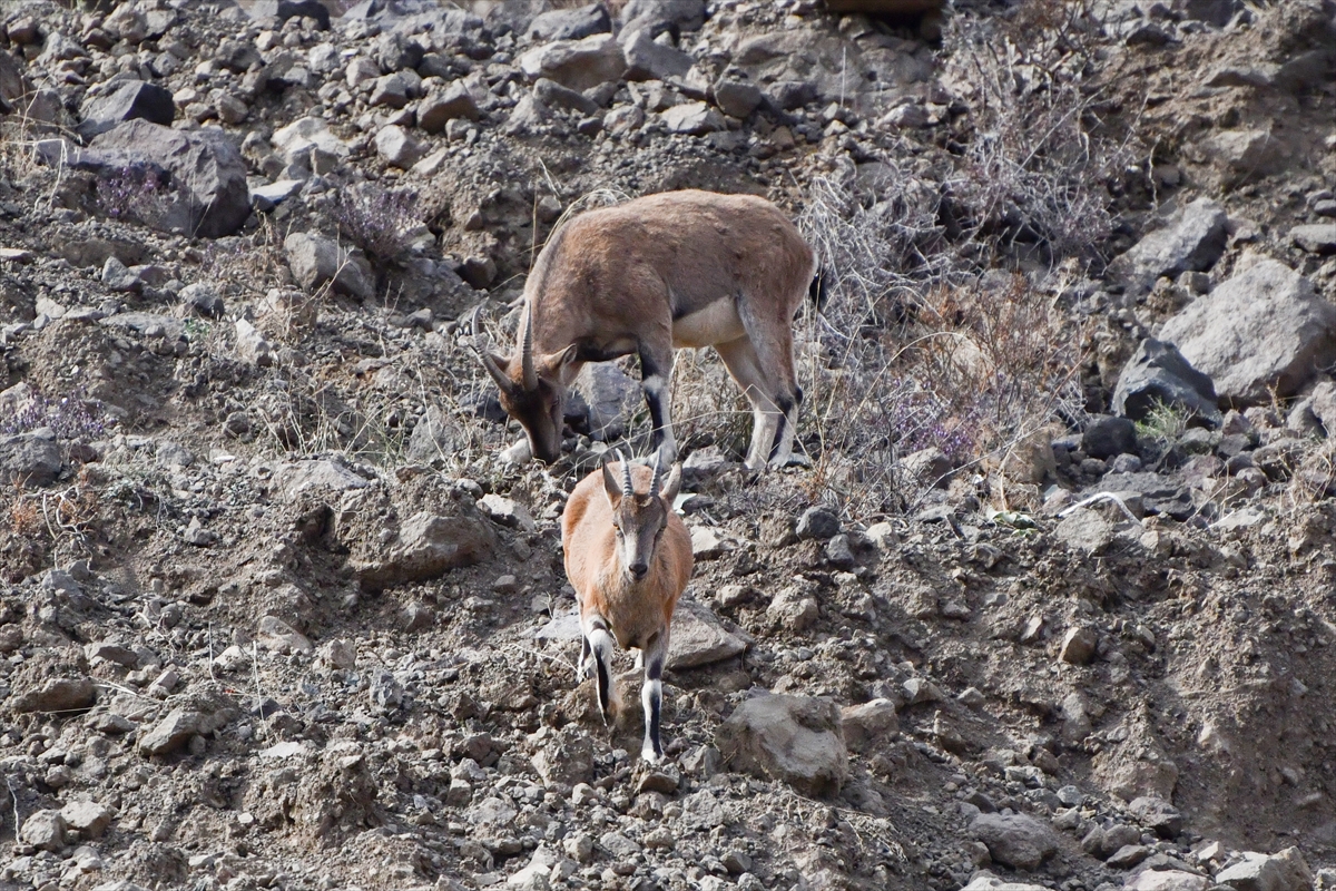 Giresun'da yaban keçisi sürüsü görüntülendi