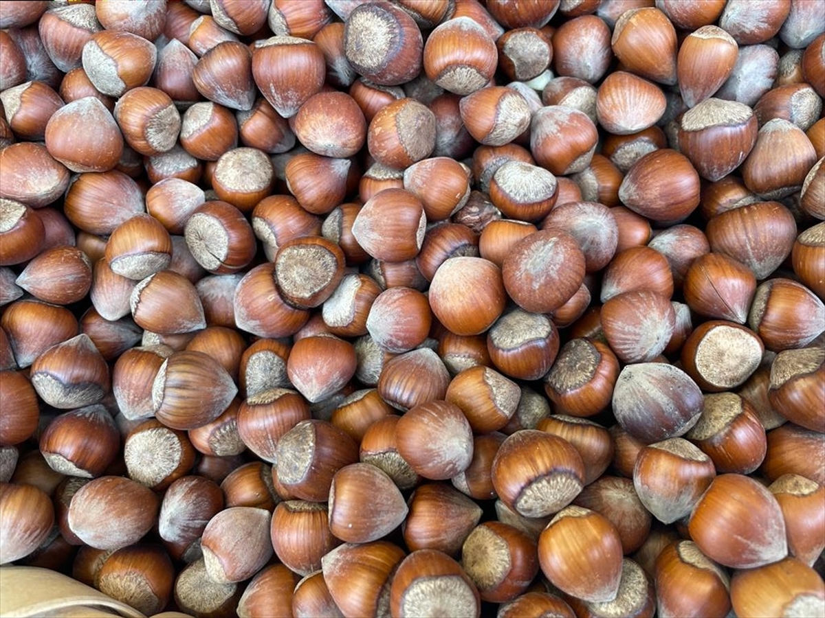 Türkiye'den 3 ayda 572 milyon dolarlık fındık ihracatı yapıldı