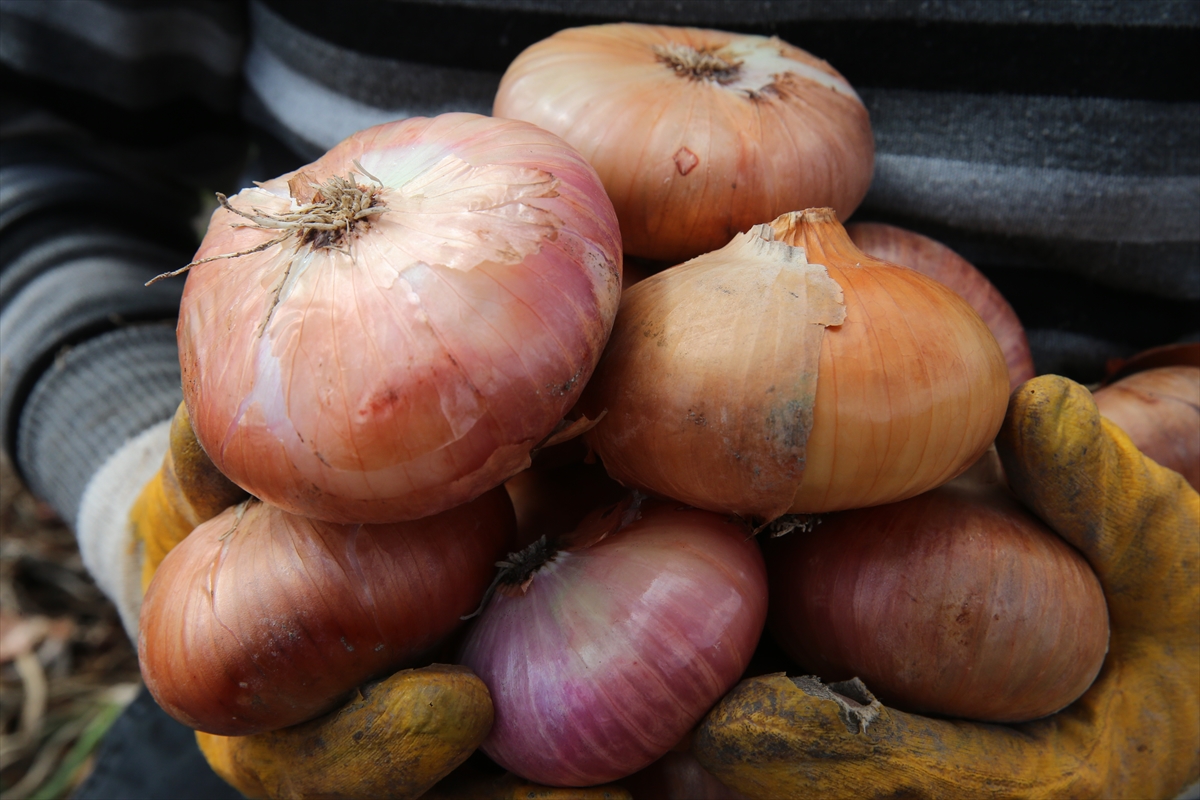 Tokat'ta hasadı tamamlanan soğanda 13 bin tona yakın rekolte bekleniyor