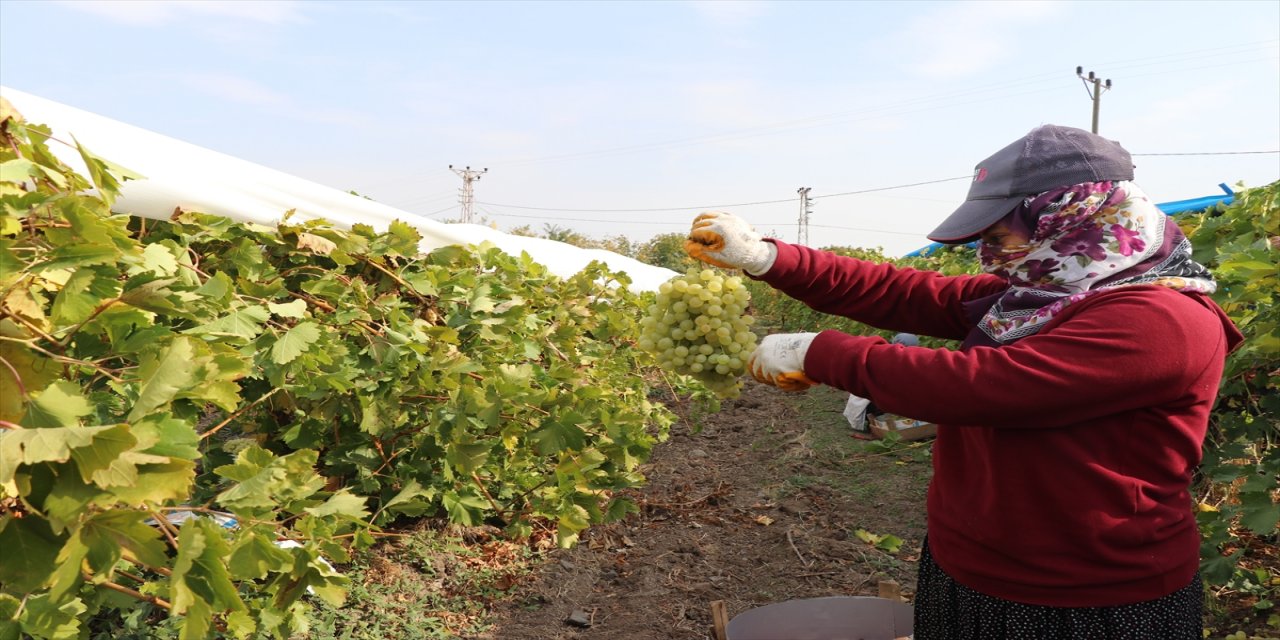Elazığ'da üzüm bağları mavi beyaz örtüyle kaplandı
