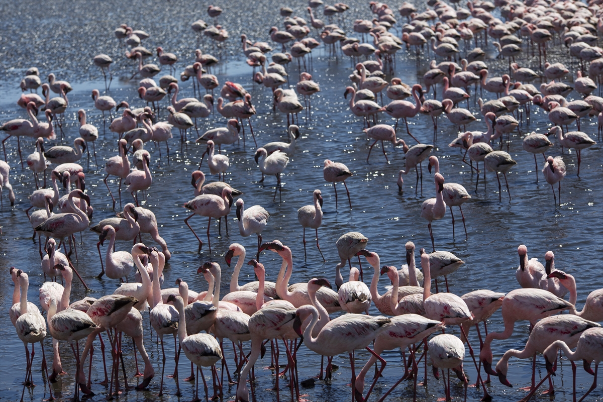 Afrika sahillerinde bir flamingo cenneti: Walvis Bay Lagünü