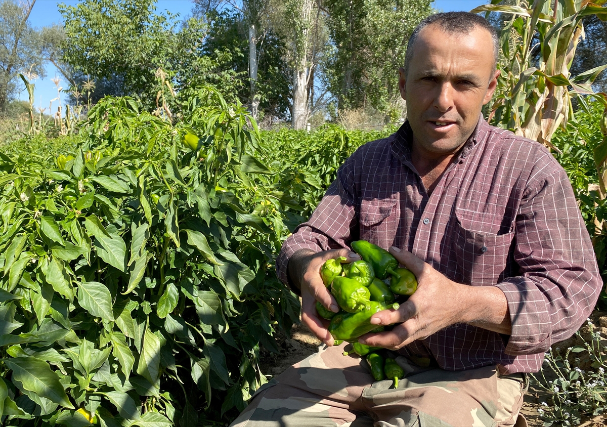 Kırşehirli çiftçilerden Avrupa'ya Cemele biberi
